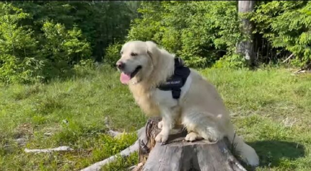 Un adorabile Golden Retriever va in montagna per la prima volta (VIDEO)