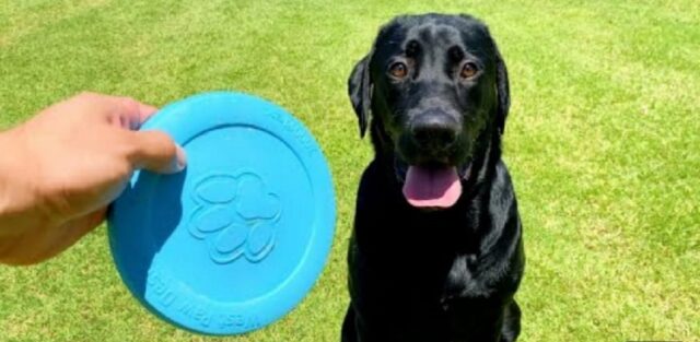 Adorabile labrador gioca con il fresbee per la prima vota (VIDEO)