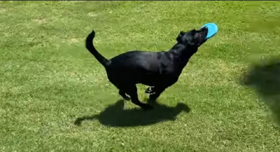 labrador gioca a fresbee