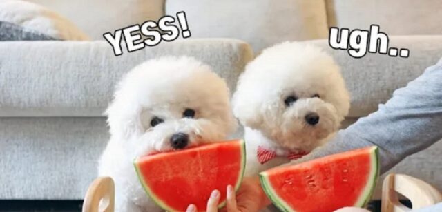 Adorabili cagnolini mangiano l’anguria per la prima volta (VIDEO)