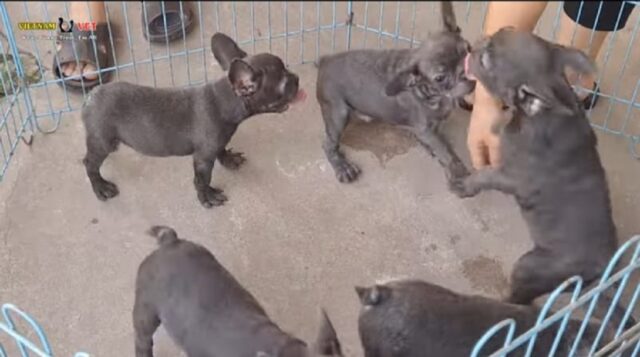 Adorabili cuccioli di bull dog francese vanno per la prima volta dal veterinario (VIDEO)