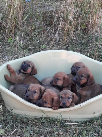 Adorabili mix di bassottini cercano casa: aiutiamoli