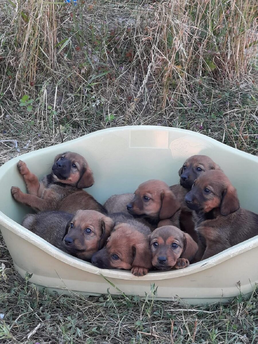 aiutiamo questi cagnolini