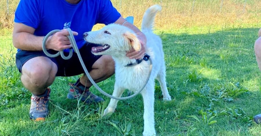 cane bianco a passeggio