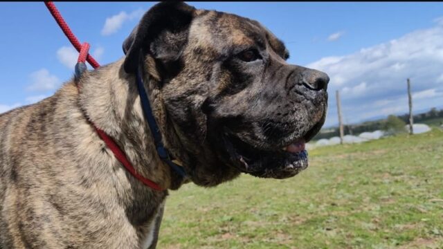 Apollo, lo sfortunato cane è alla ricerca di un compagno di vita