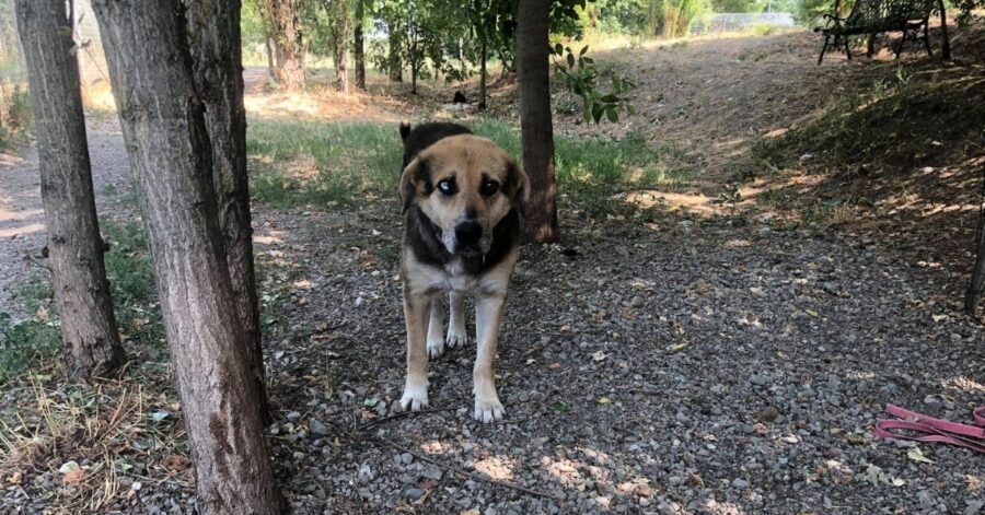 cagnolino a passeggio