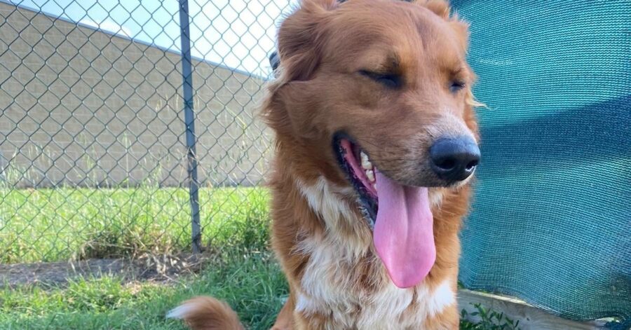 cagnolino dal naso nero