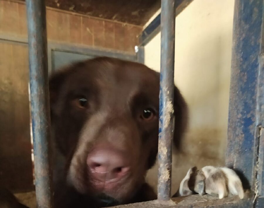 simil labrador cerca una famiglia