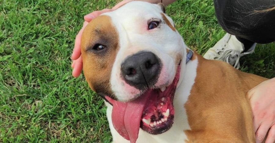 cagnolino con la lingua storta