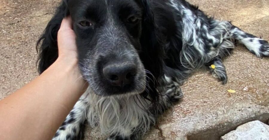 cagnolino che riceve le coccole