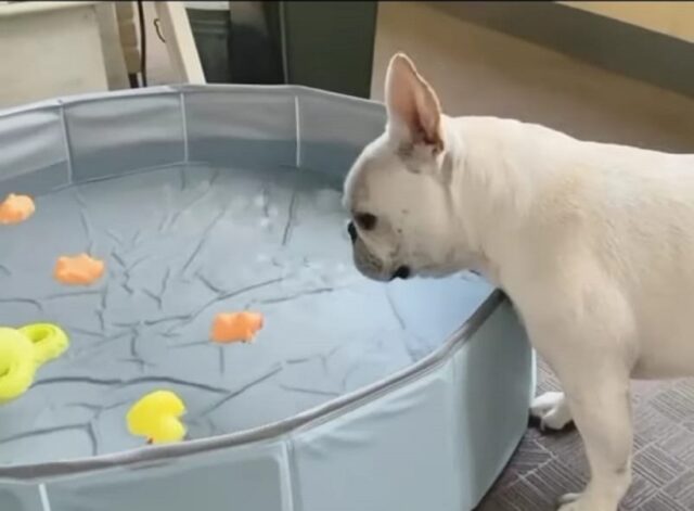 Un bulldog francese gioca in piscina per la prima volta (VIDEO)