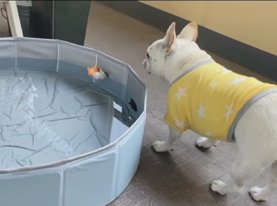 bulldog francese gioca con la piscina