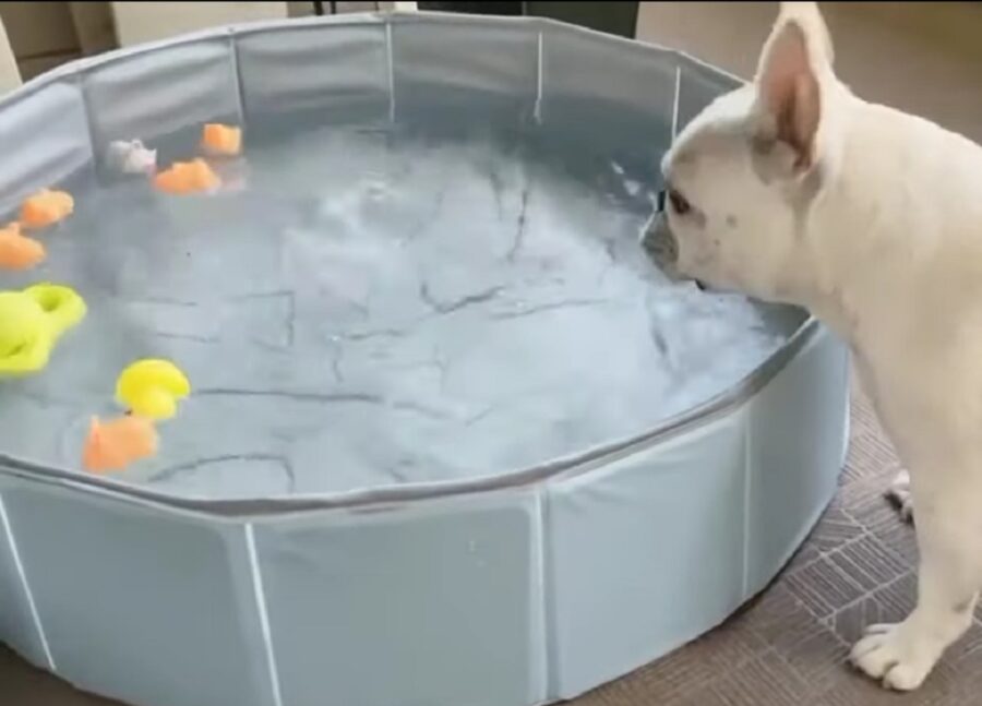 cane e piscina prima volta 
