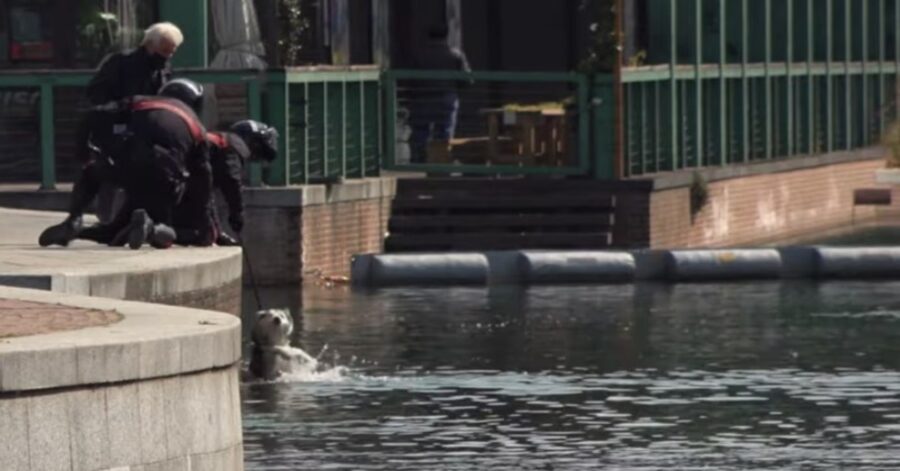 Carabinieri salvano cane caduto in acqua