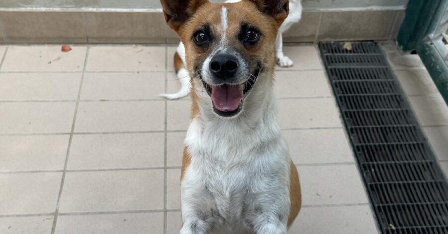 cagnolina su due zampe