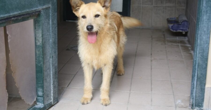 cane dal pelo marrone chiaro