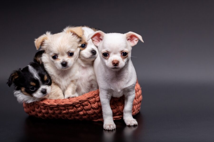 cuccioli di cane in un cesto