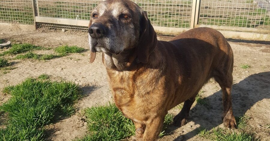 cane dal pelo marrone