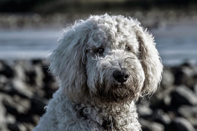 Il salvataggio di Cooper, un Goldendoodle che rischiava di affogare in un fiume a Boston (VIDEO)