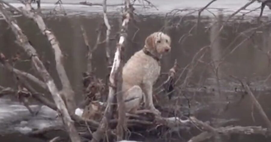 Goldendoodle salvato nel fiume Charles a Boston