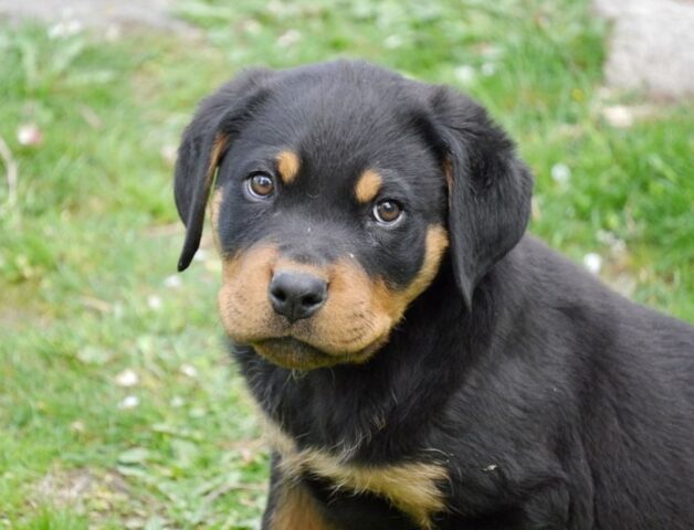 Il cucciolo di Rottweiler assaggia la medicina per la prima volta (video)