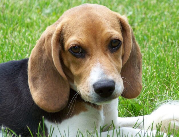 Cucciolo di Beagle “parla” con il suo papà. Il dialogo è tutto un programma (video)