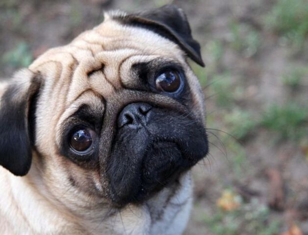 Il cucciolo di Carlino incontra la sua famiglia per la prima volta (video)