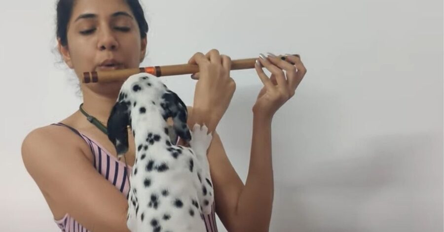 cagnolino disturba una musicista