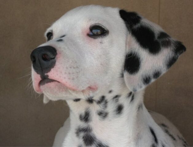 Il cucciolo di Dalmata reagisce a una pessima musica (video)