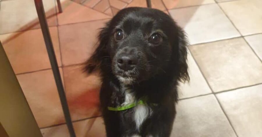 cagnolino sdraiato in casa