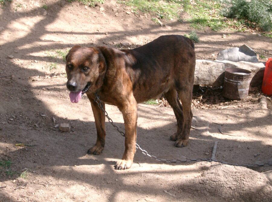 Dogo Sardo, tutto su questa razza: carattere, curiosità, consigli e cure