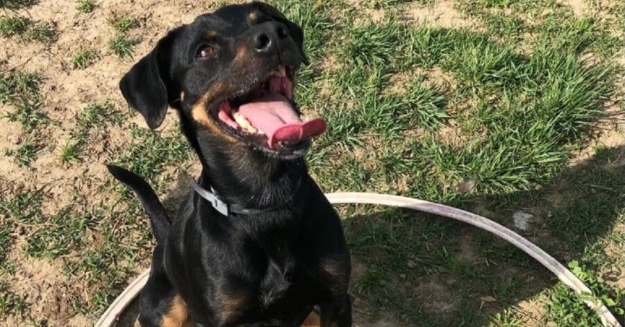 cane dal pelo nero e marrone