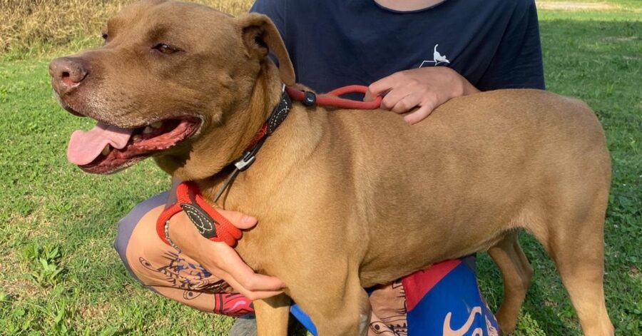 cane abbracciato alla volontaria