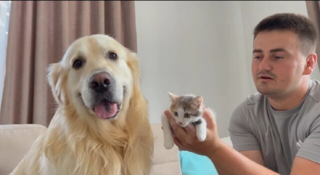 Golden Retriever incontra per la prima volta una gattina adottata (VIDEO)