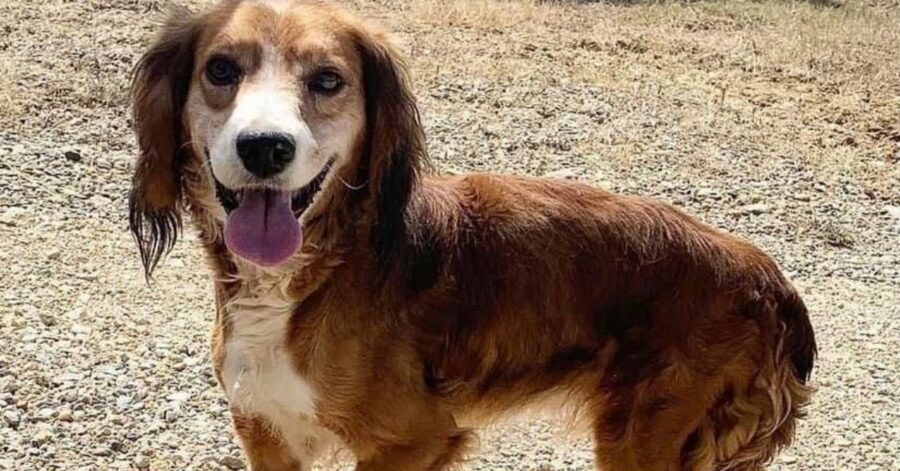 cagnolina con espressione felice