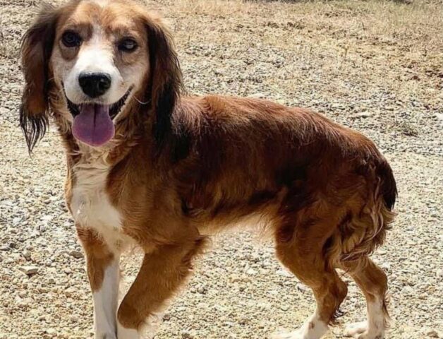 Guendalina, dolcissima cagnetta in cerca di casa aspetta solo voi