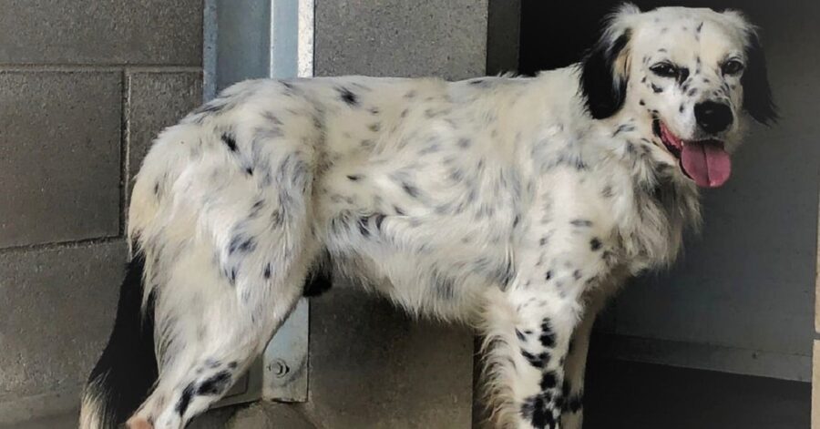 cagnolino impaurito