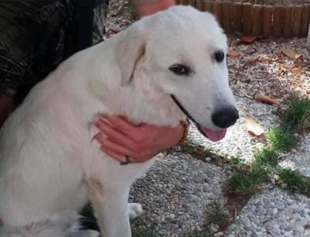 Happy, un cucciolo di 7 mesi in cerca di felicità