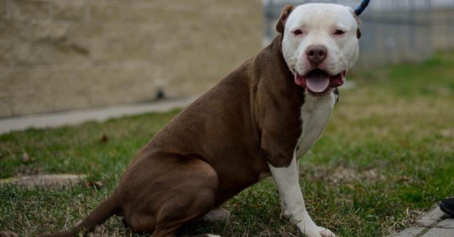 cagnolino bianco e marrone