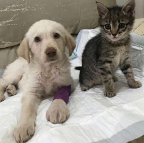 Hola e Micia: cane e gatto inseparabili cercano una nuova casa insieme