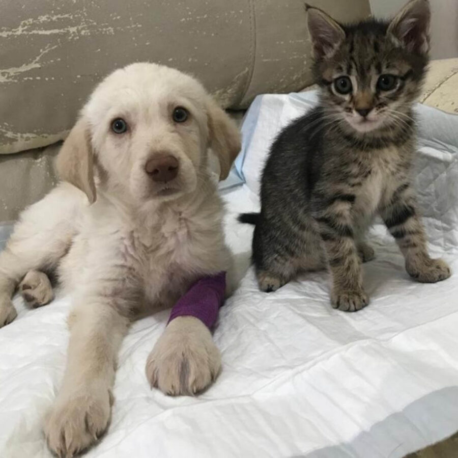 cagnolino e gattino vicini