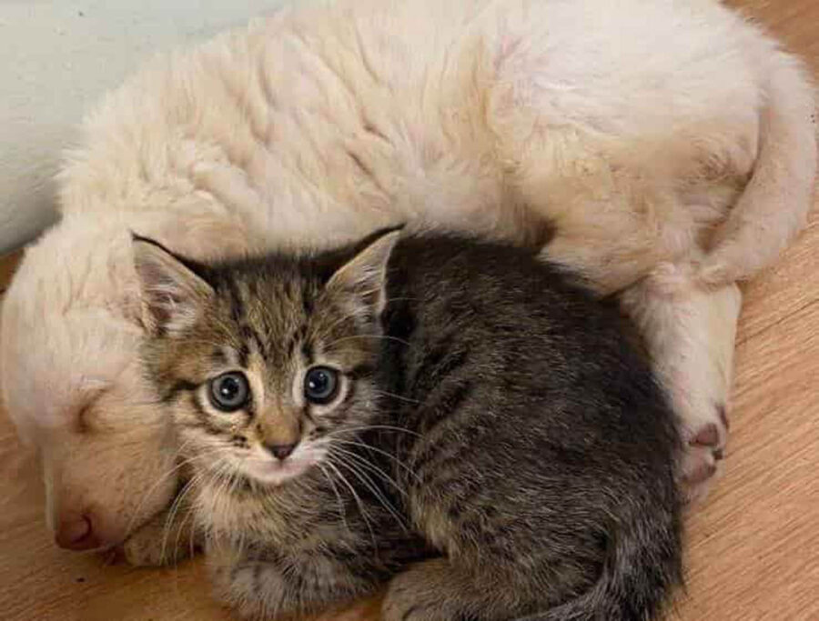 cagnolino e gattino vicini