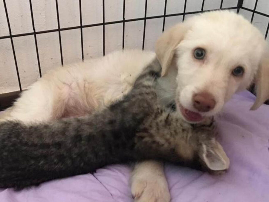 cagnolino e gattino vicini