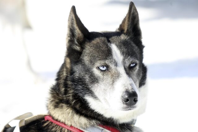 Husky abbandonato sul balcone viene salvato dai vicini (VIDEO)