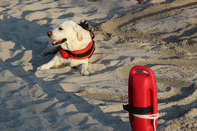 Igor e Luna: i Labrador bagnini che hanno salvato una ragazza che stava annegando a Palinuro (VIDEO)