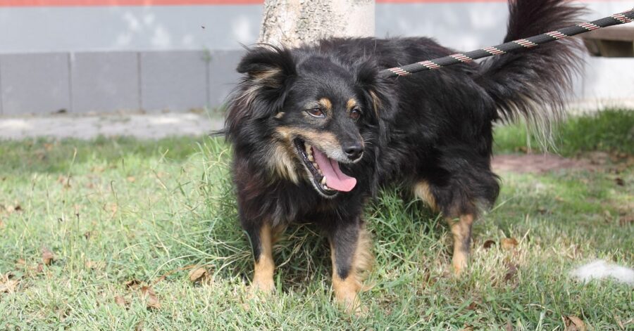 cane che scruta nell'erba