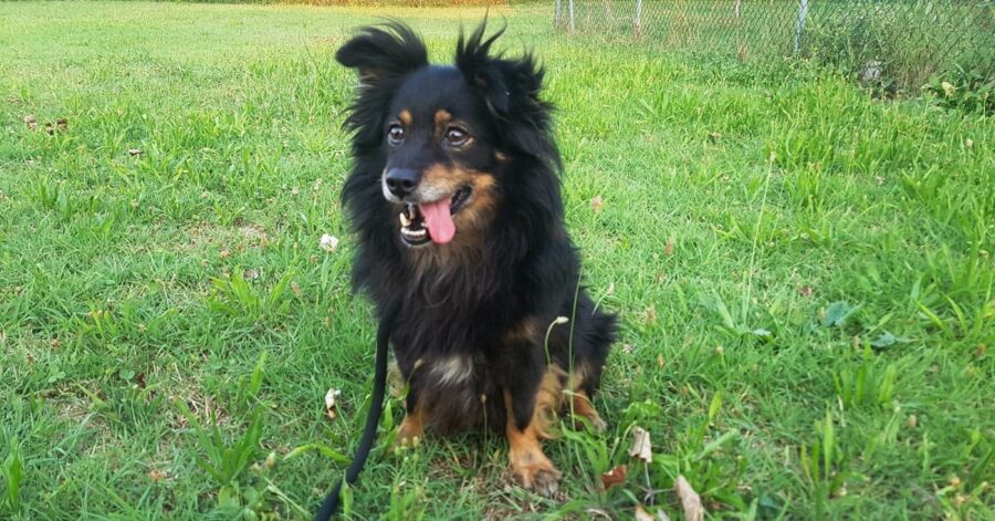 cagnolino dal manto focato