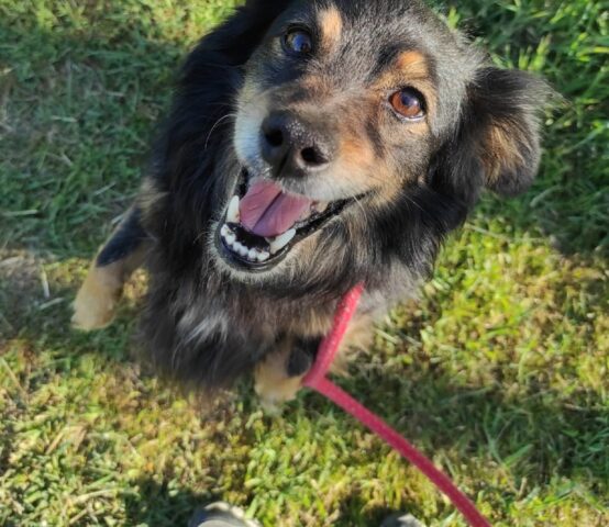 Jhonny: cagnolino dalle forti emozioni cerca una nuova mamma