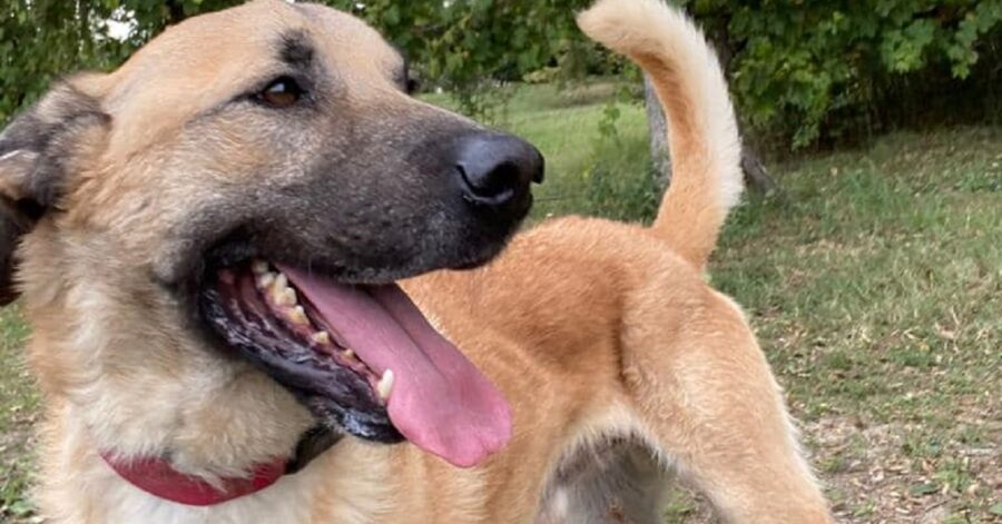 cagnolino con la lingua di fuori