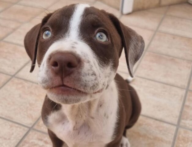 Kim, dolce cucciolo in attesa di una splendida famiglia